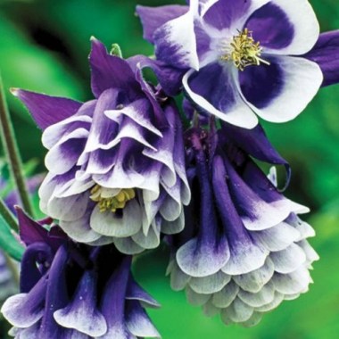 Double Pleat Blackberry Columbine